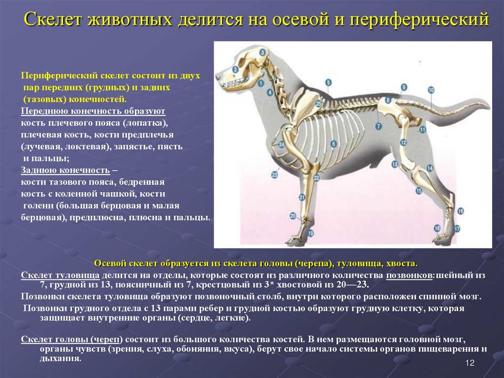 Лекции анатомии животных. Осевой и периферический скелет собаки. Анатомия и физиология собаки. Отделы осевого скелета животных. Периферический скелет животных анатомия.