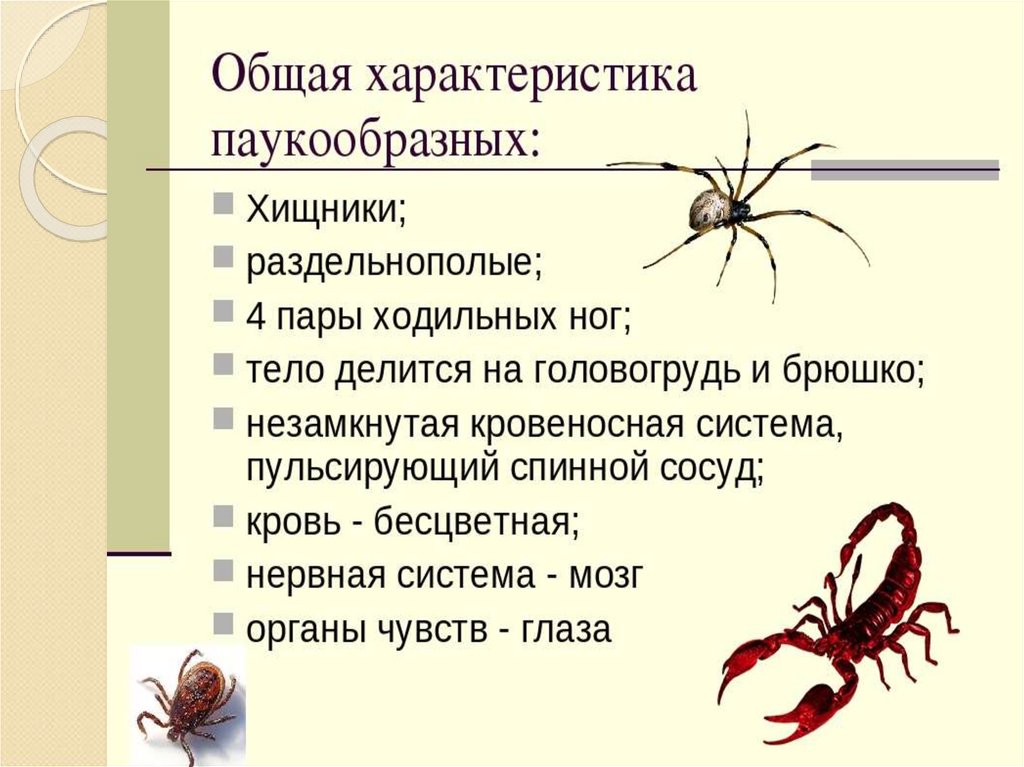 Пауков апелляция. Характеристика класса паукообразные. Признаки класса паукообразные. Класс паукообразные общая характеристика. Общая характеристика класса паукообразные 7 класс кратко.