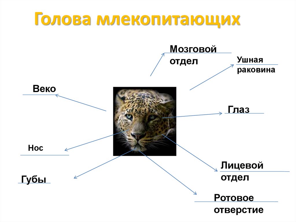 Особенности класса животных. Голова млекопитающего. Строение головы млекопитающих. Класс млекопитающие или звери. Внешний вид млекопитающих.