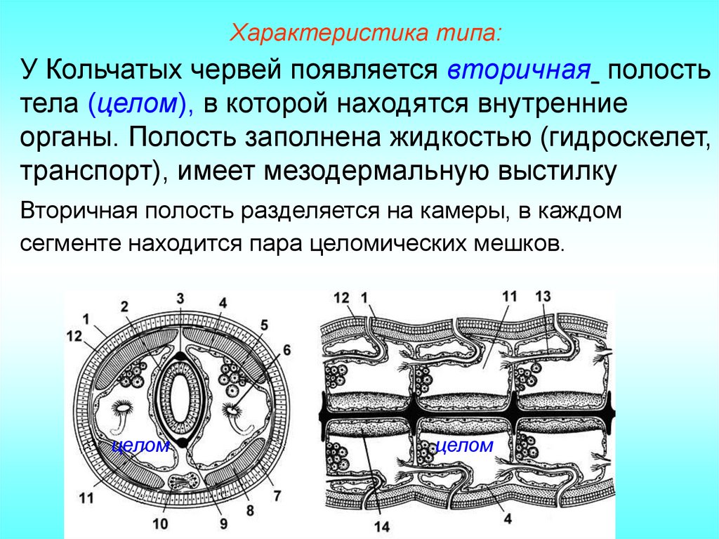 Характеристика кольчатых червей