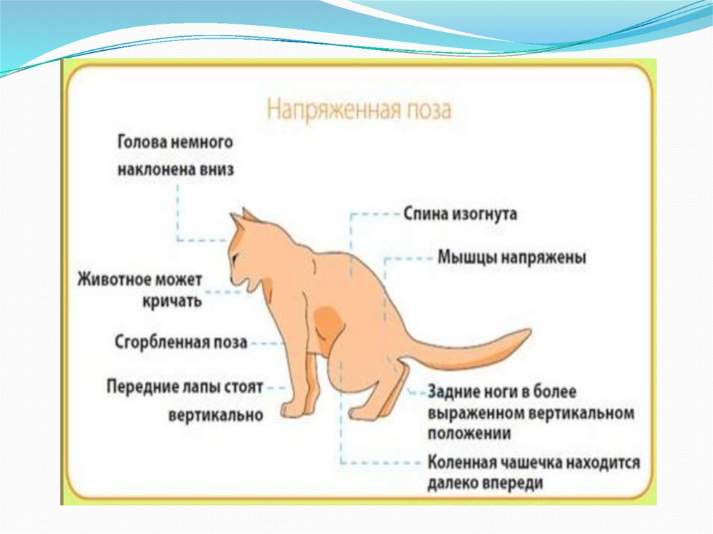 Тромб у кота. Мочекаменная болезнь мкб у кота. Схема лечения при мочекаменной болезни у котов. Признаки болезни мочекаменной болезни у кошек. Мочекаменная болезнь у котов симптомы.