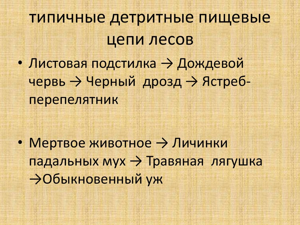 Детритная цепь питания схема