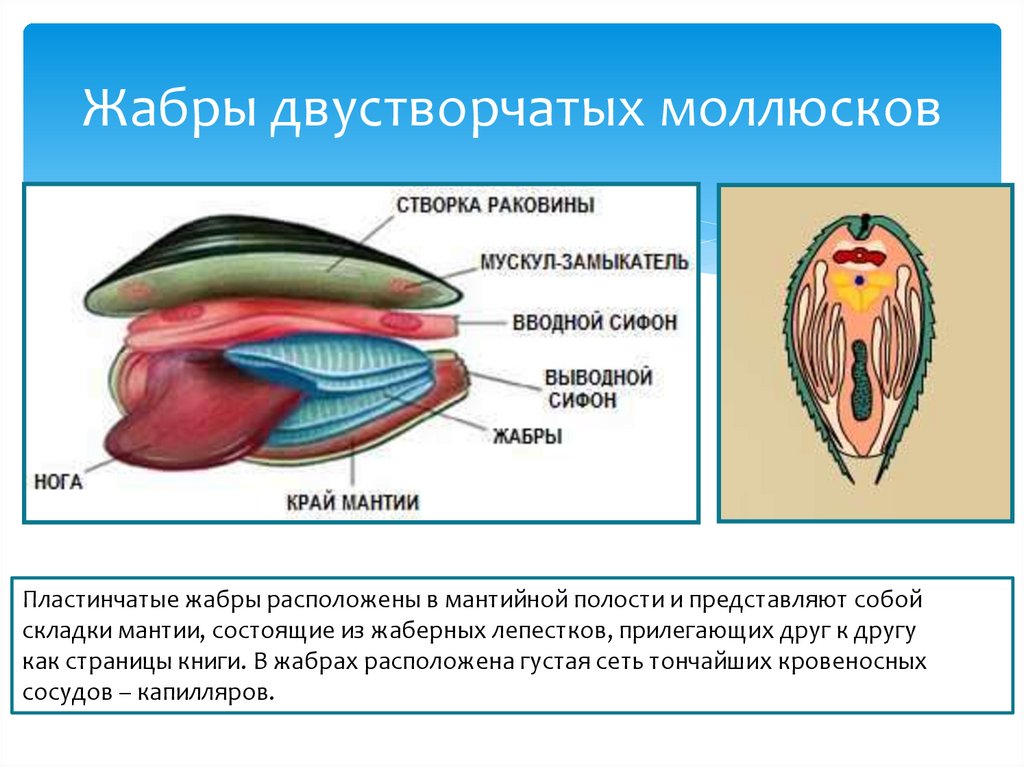 Органы дыхания моллюсков расположены