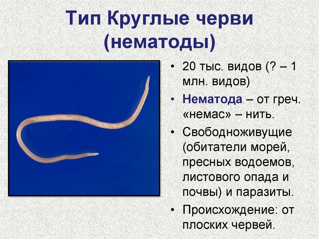 Круглыми червями являются. Тип круглые черви нематоды. Нематоды - Первичнополостные черви. Круглые черви нематоды паразиты. Круглые черви класс нематоды.