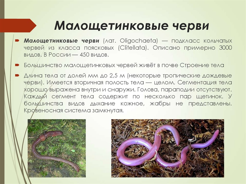 Особенности жизнедеятельности червя. Класс Малощетинковые черви газообмен. Характеристика класса Малощетинковые черви. Внутреннее строение малощетинковых червей кратко. Малощетинковые кольчатые черви.