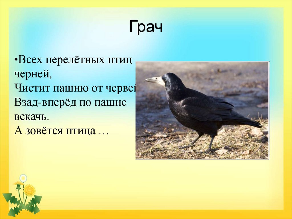 Где находятся грачи. Грачи. Загадка про Грача. Грач (птица). Перелетные птицы.