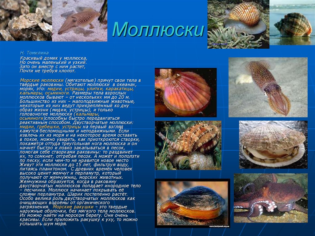 Класс моллюски кратко. Информация о моллюсках. Моллюски или мягкотелые. Сообщение о моллюсках. Сообщение про моллюсков.