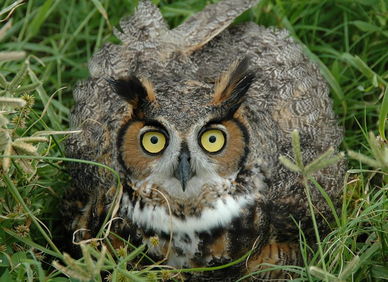 Крик ушастой совы. Ушастая Сова гнездо. Ушастая Сова симбиоз. Madagascar long-eared Owl.