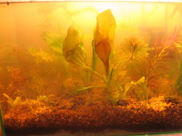 Почему желтеет аквариум. Желтый грунт в аквариуме. Янтарь в аквариуме. Растения в аквариуме пожелтели. Запуск аквариума на земле.