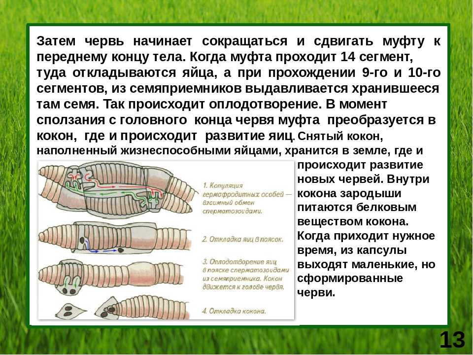 Кольчатые черви размножение. Цикл развития дождевого червя. Размножение и развитие дождевого червя. Размножение дождевых червей. Размножение кольчатых червяг.