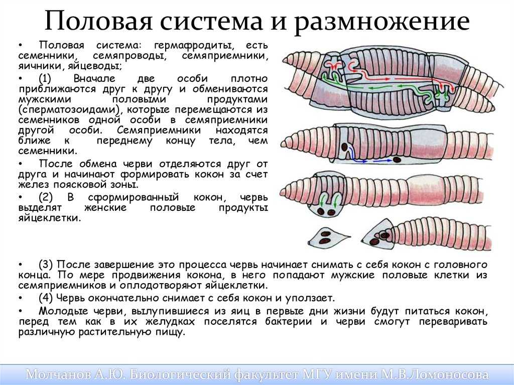 Размножение кольчатых червей картинка