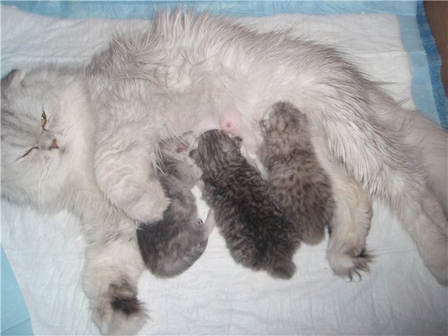 Кошки рождаются с шерстью. Новорожденные котята. Персидские котята Новорожденные. Длинношерстные Новорожденные котята. Новорожденные котята персы.
