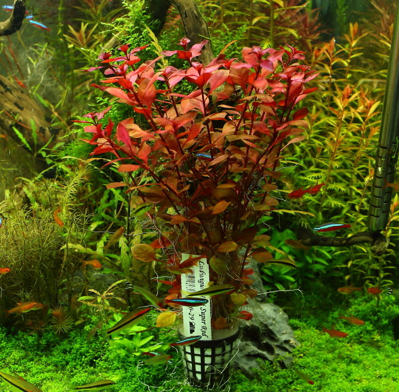 Красные растения для аквариума фото с названиями и описанием