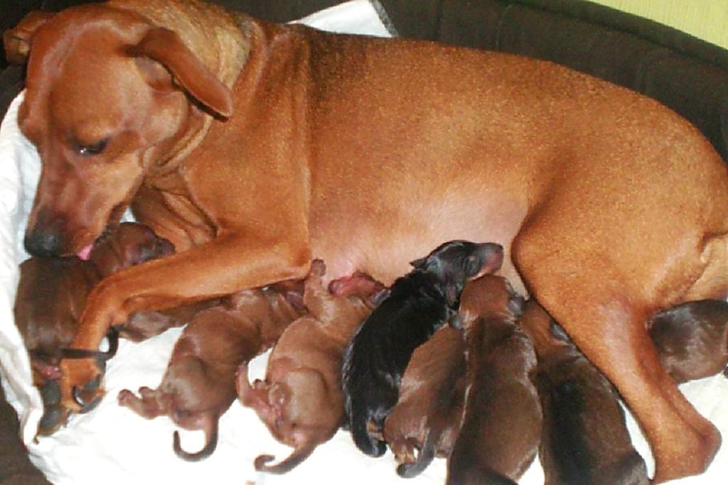 Беременность собак длительность. Пинчер щенки 1 месяц. Беременный карликовый пинчер. Карликовый пинчер щенки 1 месяц. Новорожденные щенки цвергпинчера.