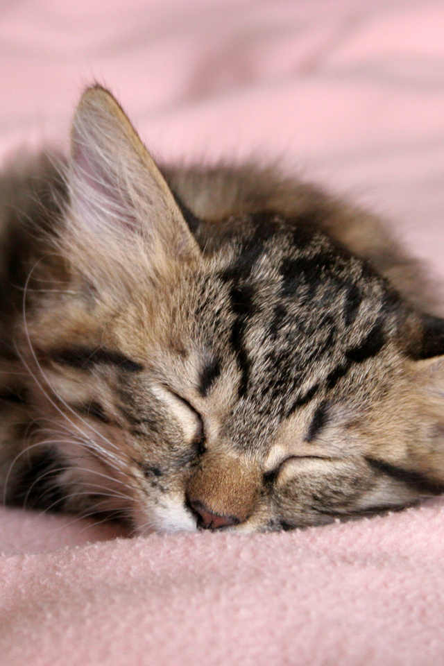 Спящие котята. Сонный котенок. Спящий котик. Котята миллер