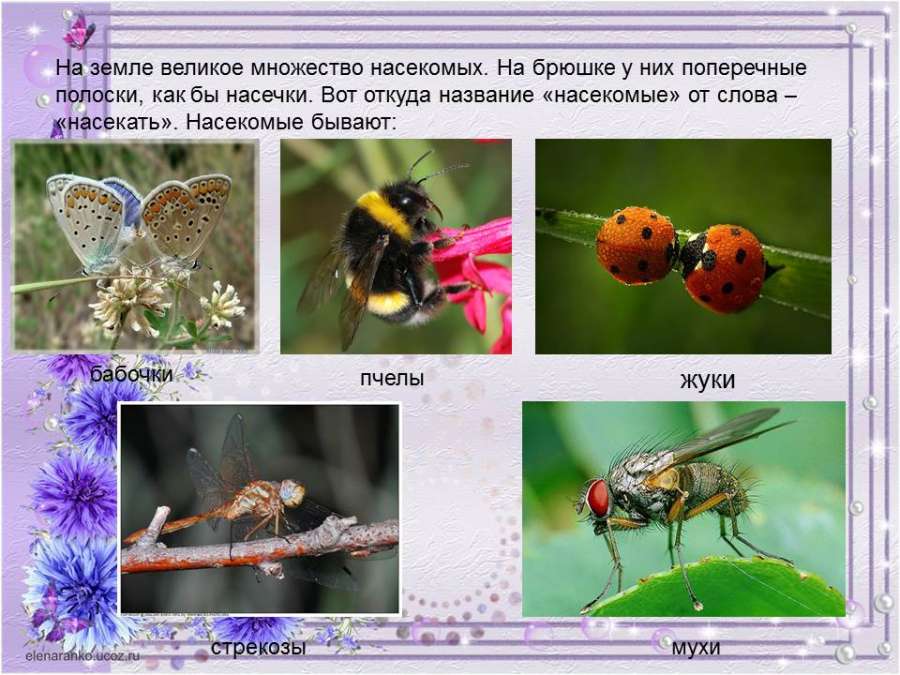 Три названия насекомых. Насекомые названия. Текст про насекомых. Слово насекомые. Почему насекомых так называют.