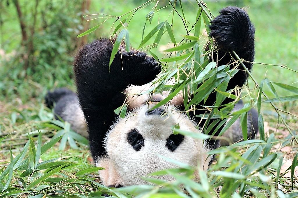 Панды едят мясо. Панда жует бамбук. Панда на бамбуке. Панда питается. Панда в природе.