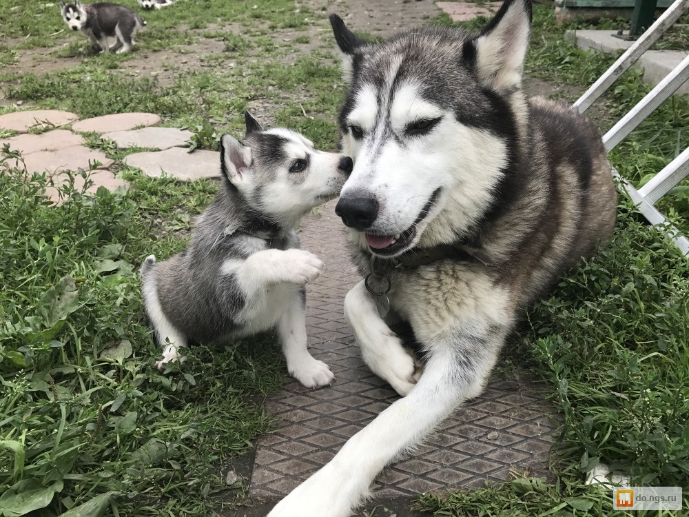 Отличие хаски и лайки фото