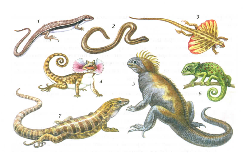 Рисунок пресмыкающихся 2 класс. Разнообразие рептилий. Рептилии для детей. Разнообразие пресмыкающихся. Ящерицы разных видов с названиями.