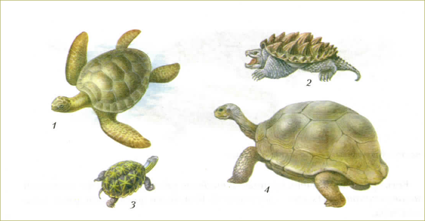 Ящерицам относятся черепахи. Роговые пластины у черепахи. Черепаха позвоночное. Семейство черепах строение. Органы передвижения черепахи.