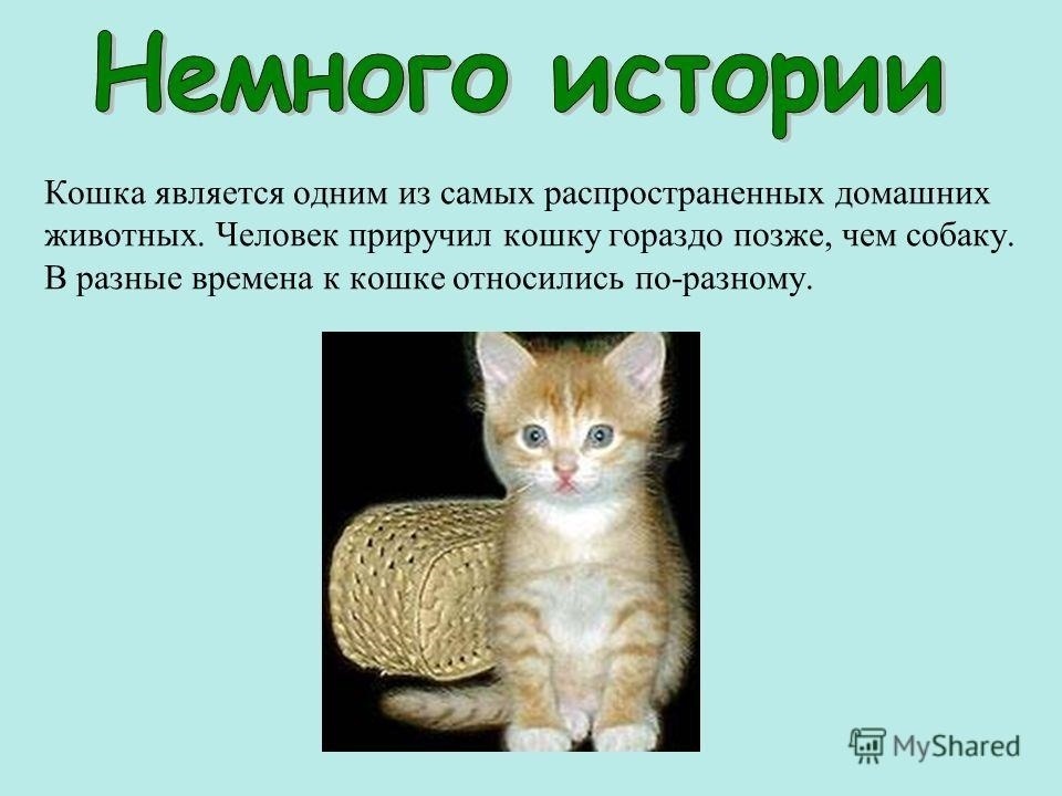 Презентация мой кот