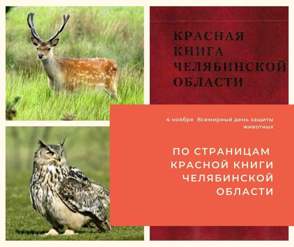 Животные занесенные в красную книгу в россии фото