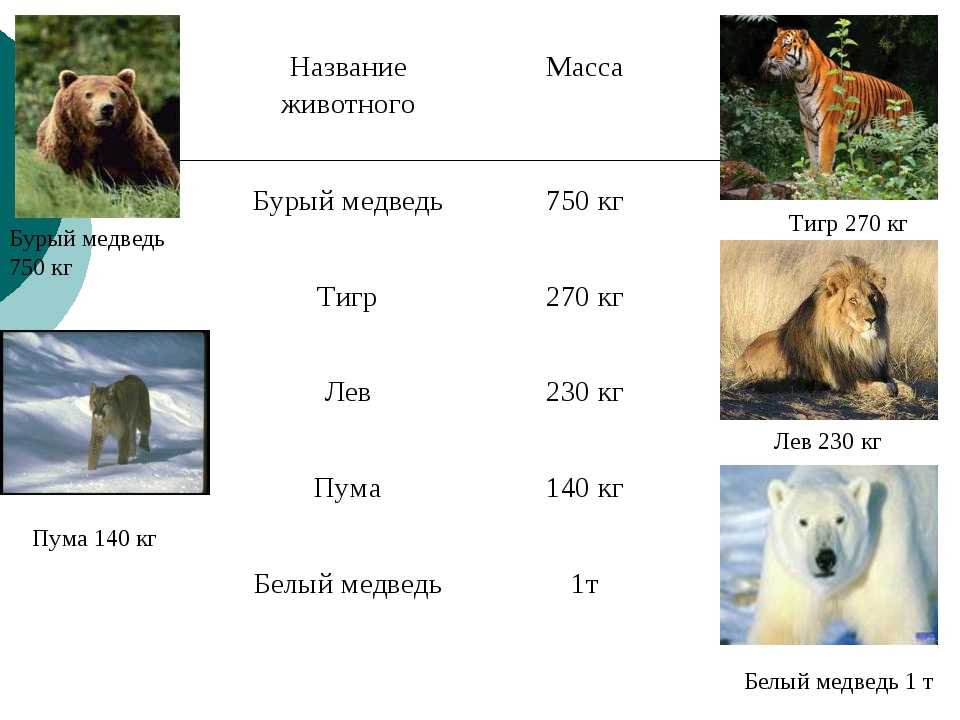 Сколько живут все животные. Вес животных таблица. Продолжительность жизни бурого медведя. Вес разных животных. Сколько весят животные.