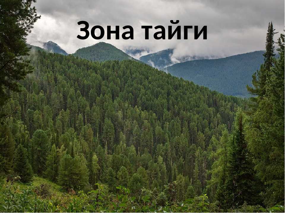 Картинка тайга 4 класс