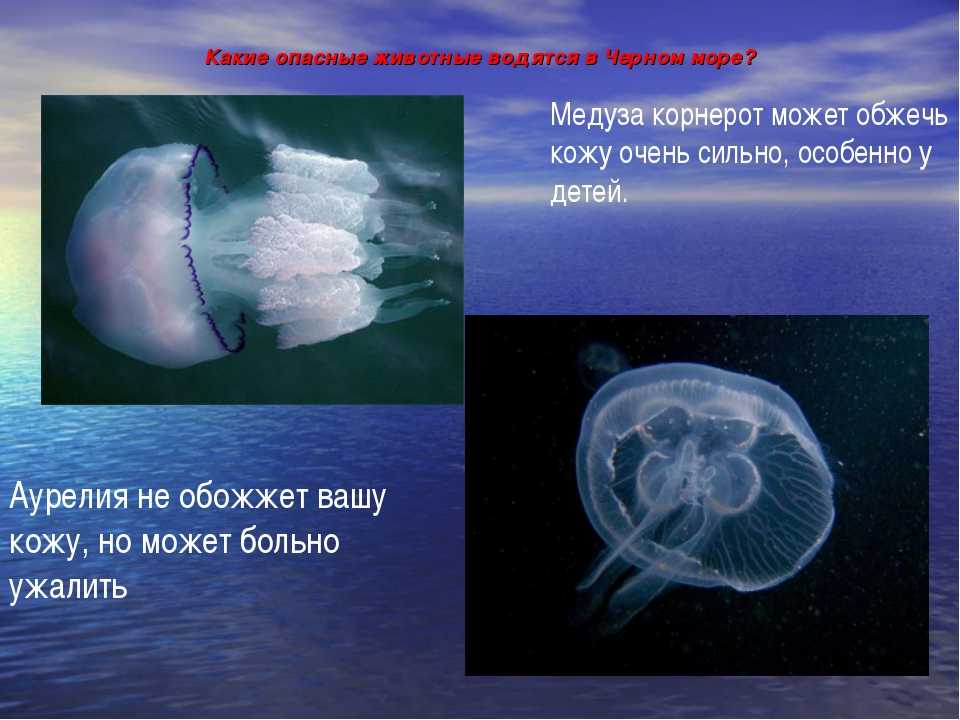Чем опасны медузы. Корнерот медуза в черном. Медуза корнерот с человеком. Ядовитые медузы корнерот черного моря. Корнерот медуза в черном море опасны.
