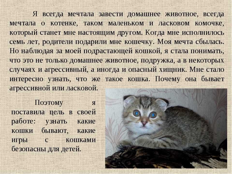 Проект мой любимый питомец 1 класс про кота