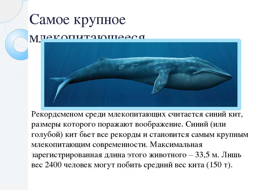 Название крупного млекопитающего. Самое крупное млекопитающее. Синий кит млекопитающее. Млекопитающие рекордсмены. Синий кит это животное или млекопитающее.