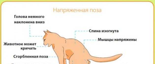 Мочекаменная болезнь у кошек. Мочекаменная болезнь мкб у кота. Симптомы мкб у кота. Признаки мкб у котов.