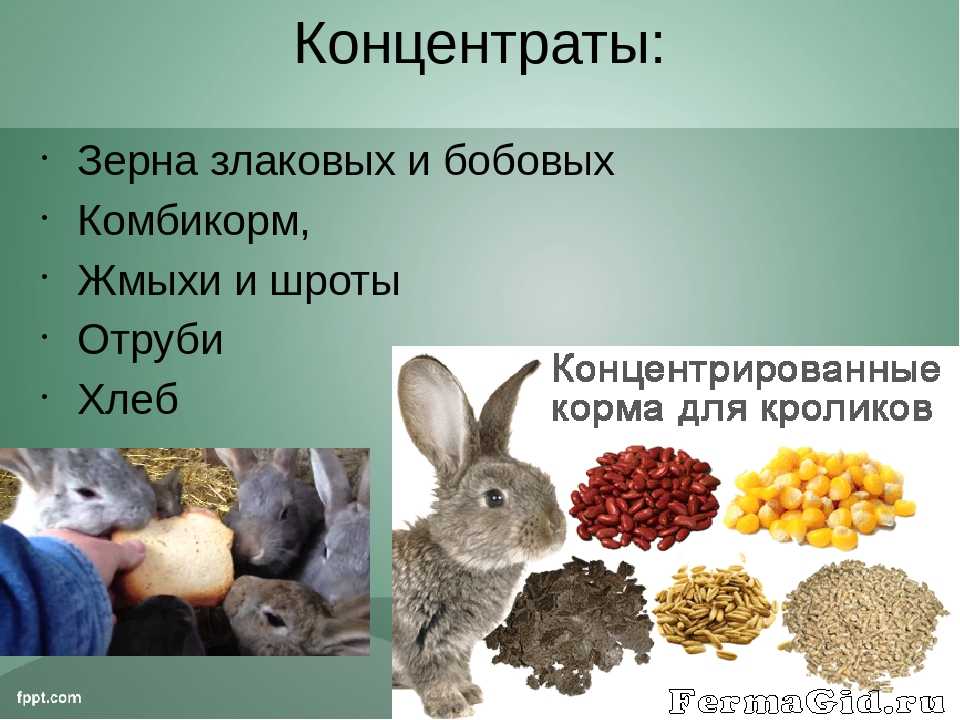 Чем можно кормить домашних кроликов. Питание домашних кроликов. Еда для кроликов домашних. Рацион питания декоративного кролика. Еда для кроликов декоративных.