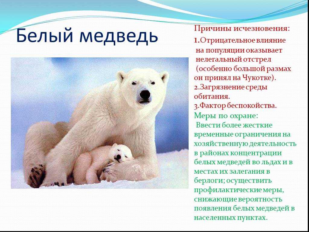 На территории какого государства обитает белый медведь. Белый медведь описание. Причины исчезновения белых медведей. Доклад про белого медведя. Полярный медведь описание.