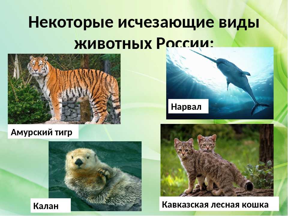 Какие звери в красной книге россии фото и названия