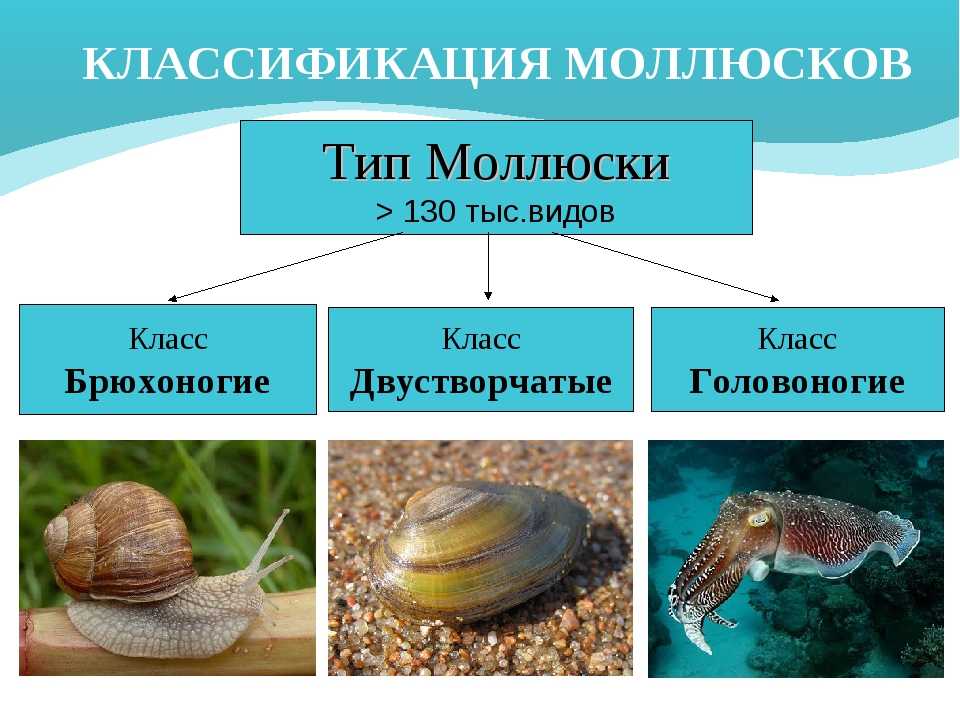 Список брюхоногих моллюсков