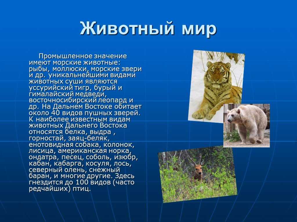 Мир животных доклад 4 класс. Дальний Восток презентация. Животный мир доклад. Мир животных презентация. Растительный и животный мир дальнего Востока.