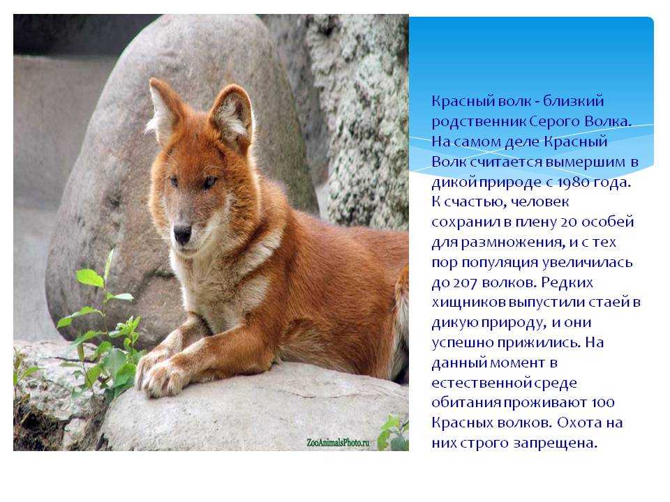 Красный волк описание и фото красная книга