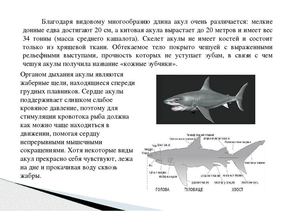 Можно про акулу можно. Доклад про акулу. Акулы презентация. Доклад на тему акулы. Краткая характеристика акул.