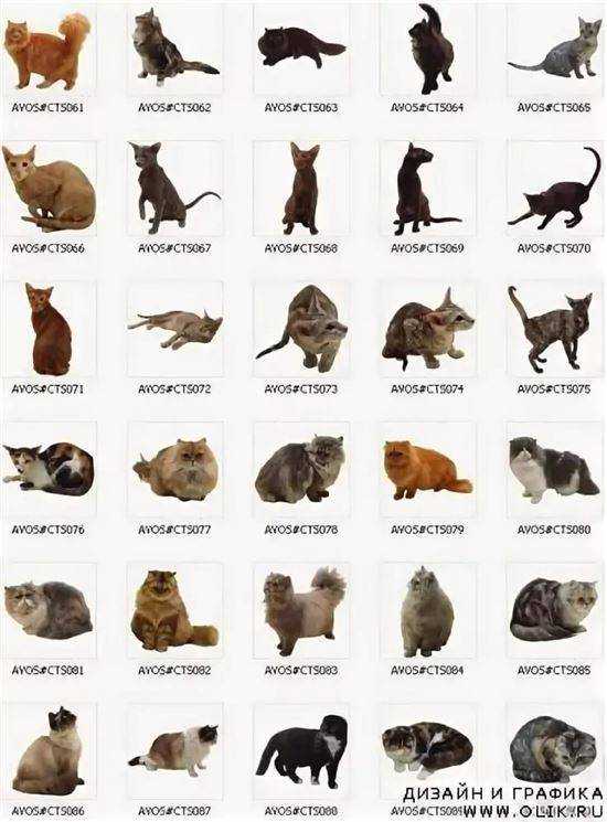 Все породы котов с фотографиями и названиями по алфавиту