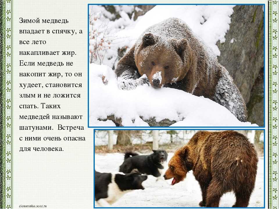Когда просыпаются медведи в сибири. Медведь зимой. Бурый медведь зимой. Медведь зимой впадает в спячку. Животные в спячке.