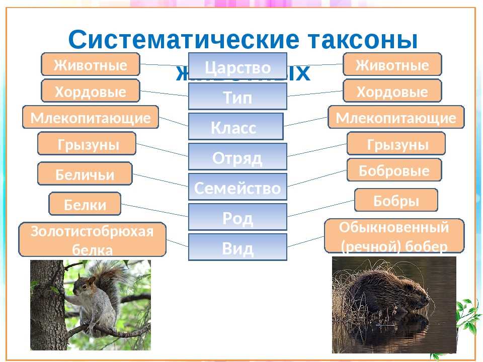 Отряды млекопитающих схема