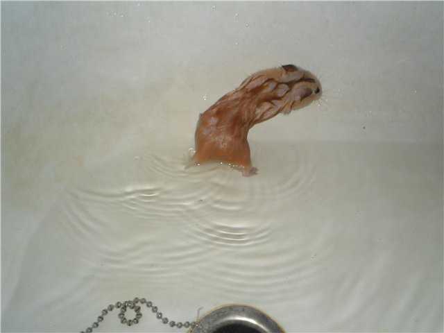 Можно мыть хомяка водой. Мышь в ванне. Мышь в ванне моется. Хомяк моется в ванной. Купание хомяка.