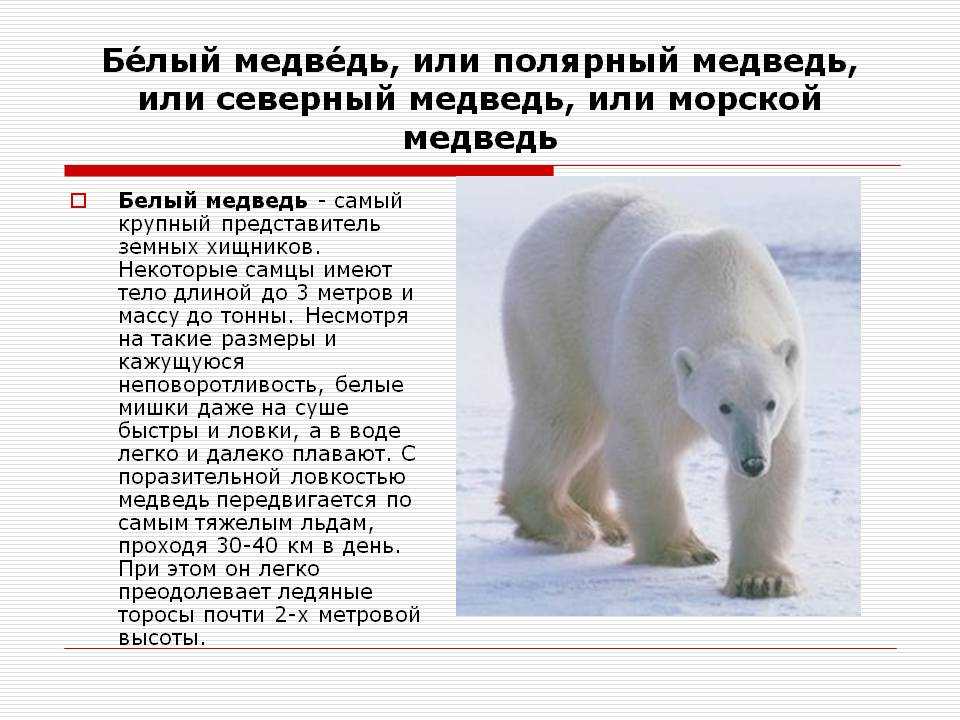 На территории какого государства обитает белый медведь. Сообщение о белом медведе. Рассказ о белом медведе. Доклад про белого медведя. Белый медведь презентация.