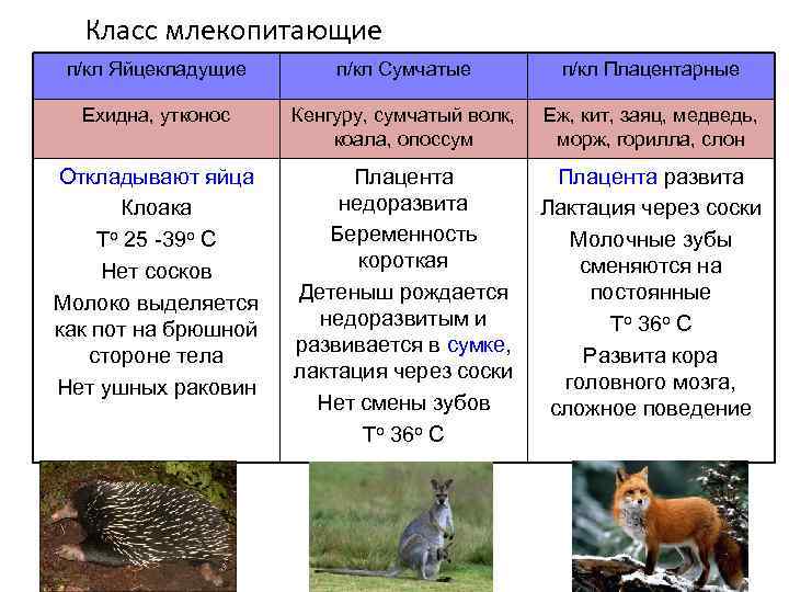 Схема отряда млекопитающих