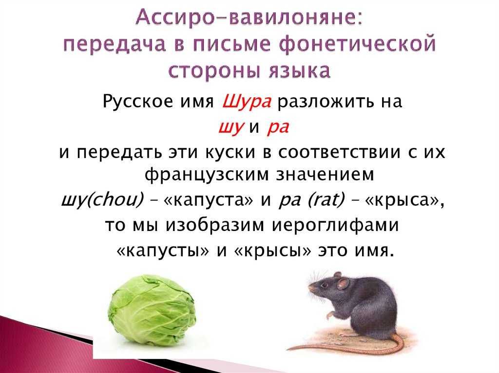 Крысам можно салат. Можно крысам капусту. Можно давать крысе капусту. Крыса в капусте. Таблица питания крыс.