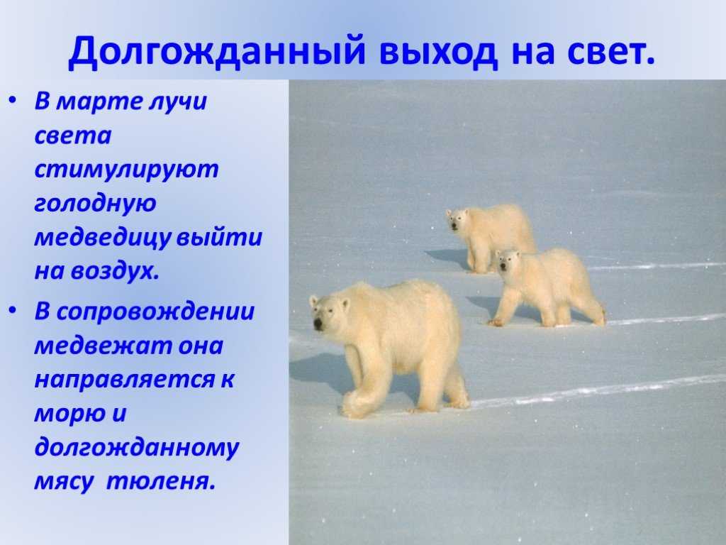 Белый факты. Белый медведь презентация. Интересные факты о белом медведе. Презентация на тему белый медведь. Белый медведь для детей.
