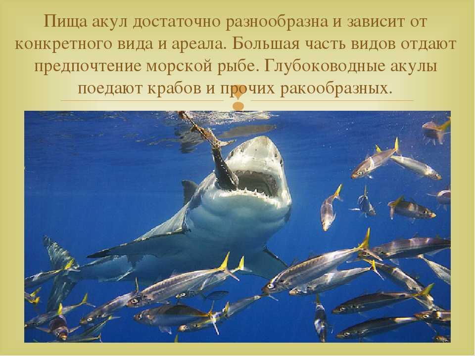 Что помогает добывать пищу. Питание акул. Способ питания акул. Акулы 7 класс. Презентация акулы 7 класс.