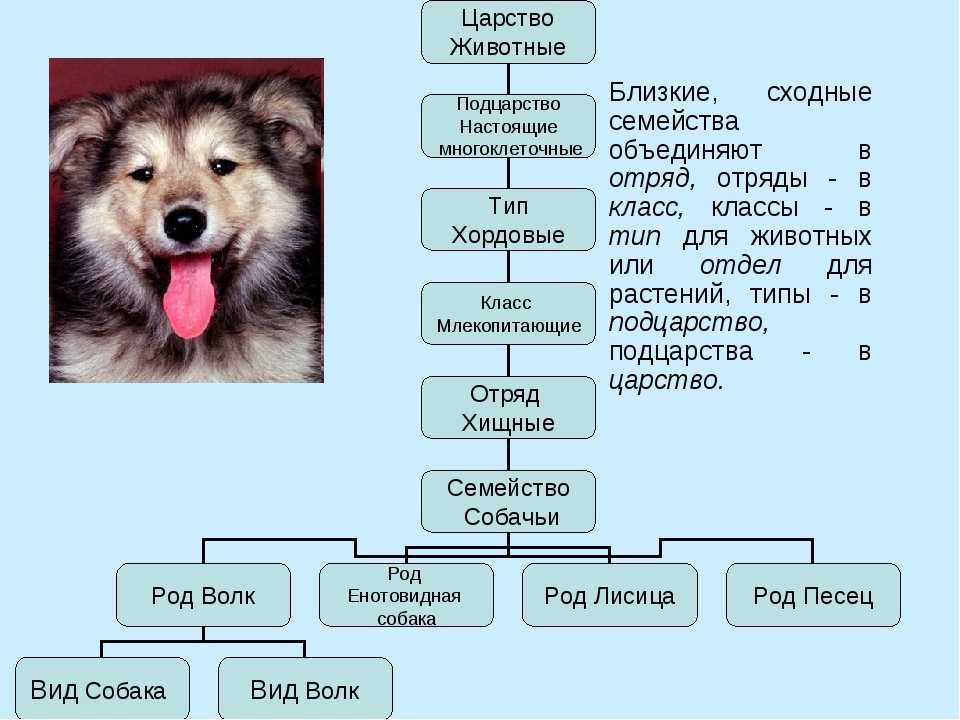 Схема вид род семейство