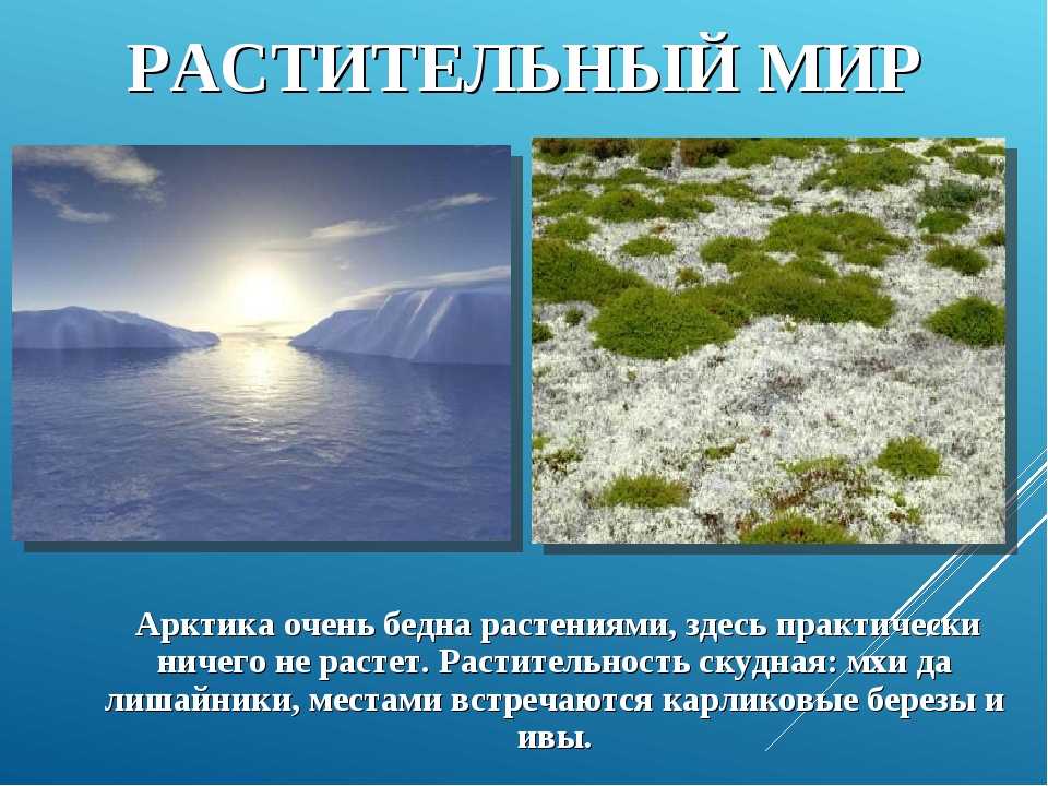 Зона арктических пустынь 4 класс окружающий. Окружающий мир 4 класс тема зона арктических пустынь. Презентация на тему Арктика. Окружающий мир Арктика. Сообщение на тему Арктика.